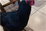 Livestock Chickens Black Australorp Roosters for sale by Private Seller | AgriMag Marketplace