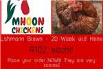 Livestock Poultry Lohmann Brown   Lay Hens   20 Weeks Old for sale by Private Seller | AgriMag Marketplace