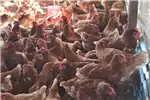 Livestock Poultry Lohmann Brown   Lay Hens   20 Weeks Old for sale by Private Seller | AgriMag Marketplace