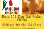 Livestock Poultry Ross 308   Broiler Day Old Chicks for sale by Private Seller | Truck & Trailer Marketplace