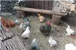 Livestock Chickens Wyandotte chickens for sale, three weeks for sale by Private Seller | Truck & Trailer Marketplace