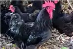 Livestock Chickens Australop Roosters for sale for sale by Private Seller | Truck & Trailer Marketplace