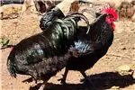 Livestock Chickens Australop Roosters for sale for sale by Private Seller | Truck & Trailer Marketplace