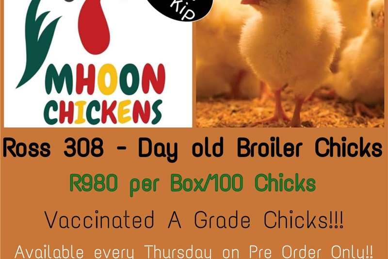 Livestock Poultry Ross 308   Broiler Day Old Chicks for sale by Private Seller | AgriMag Marketplace