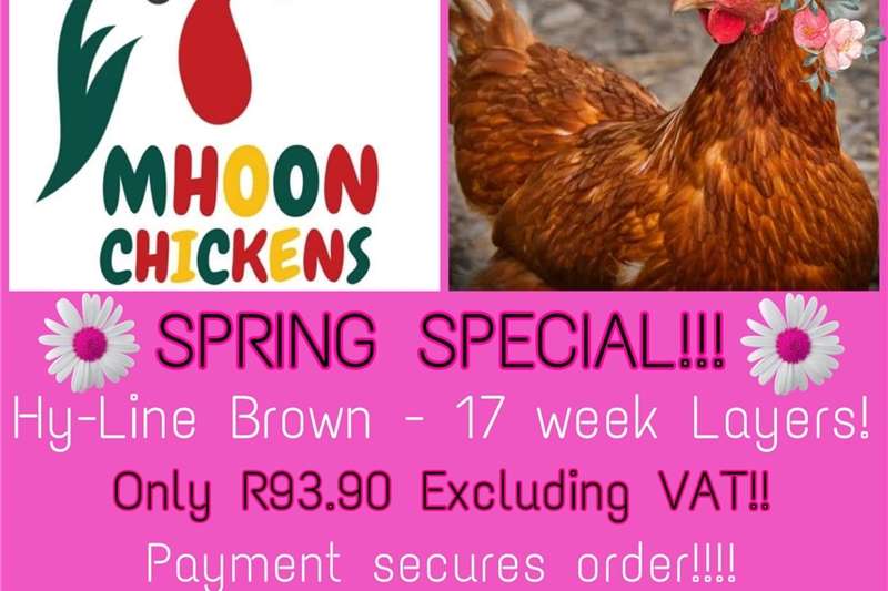 a variety of Livestock on offer in South Africa on Truck & Trailer Marketplace
