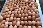 Egg incubator 1056 Layers cage set up for sale by Private Seller | AgriMag Marketplace