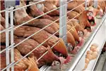 Egg incubator 480 layers cage Set up for sale by Private Seller | AgriMag Marketplace