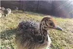 Livestock Poultry Baby Ostriches For Sale for sale by Private Seller | AgriMag Marketplace
