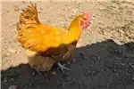 Livestock Chickens Orpington roosters for sale for sale by Private Seller | AgriMag Marketplace