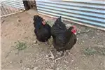 Livestock Chickens Orpington roosters for sale for sale by Private Seller | AgriMag Marketplace