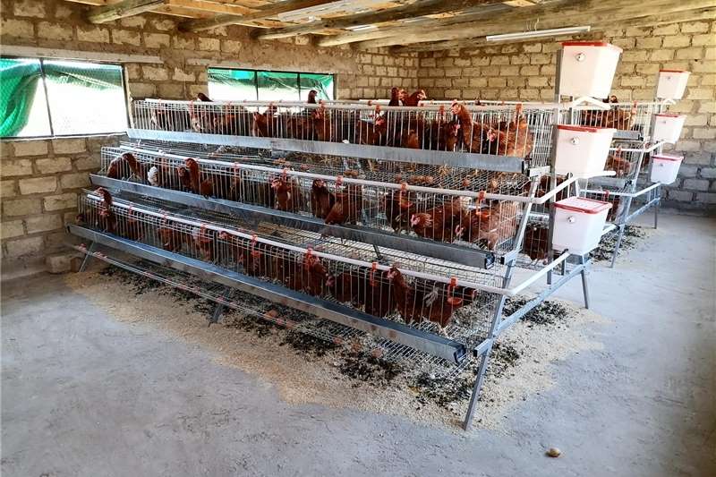 Livestock Chickens 20 weeks Hylines Brown Chickens for sale by Private Seller | Truck & Trailer Marketplace