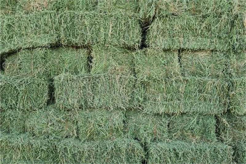 Livestock Livestock feed Lucern A grade bales for sale by | Truck & Trailer Marketplace