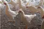 Livestock Chickens Leghorns for sale for sale by Private Seller | Truck & Trailer Marketplace