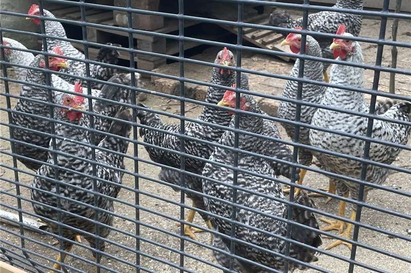 Livestock Chickens Potch Koekoek Chickens for sale by Private Seller | Truck & Trailer Marketplace