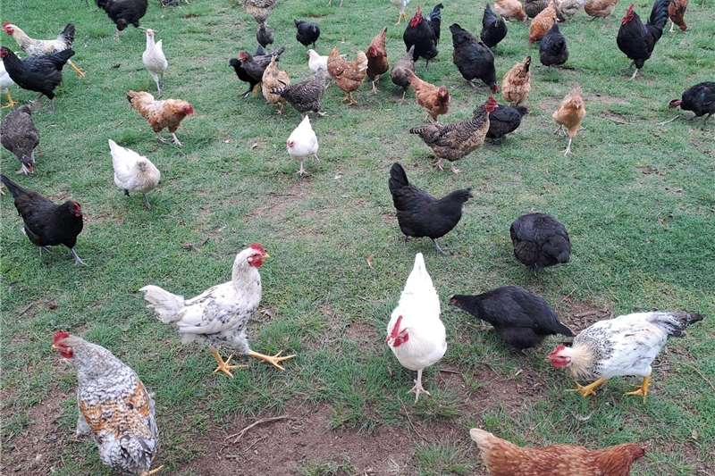 a variety of Livestock, Wildlife and Poultry listings on offer in [region] on AgriMag Marketplace
