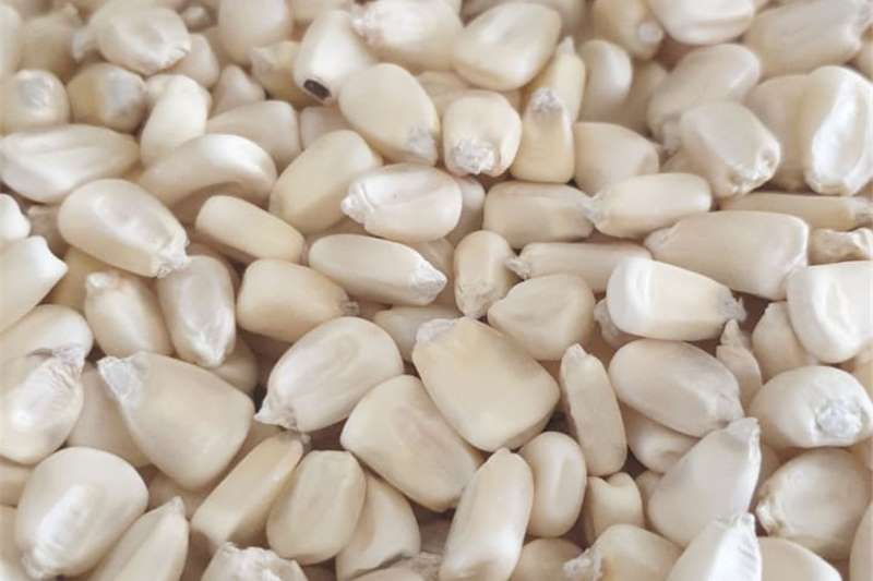 Used Whole White Maize for sale in Freestate | R 4,000