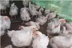 Livestock Chickens 12 weeks broilers for sale by Private Seller | AgriMag Marketplace