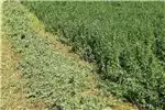 Haymaking and silage Hay accumulators Lucerne A Grade for sale by Private Seller | AgriMag Marketplace