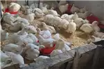 Livestock Chickens Live Chicken Broilers for sale for sale by Private Seller | Truck & Trailer Marketplace