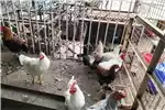 Livestock Chickens Beautiful Partridge chickens and Rooster for sale by Private Seller | Truck & Trailer Marketplace