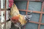 Livestock Chickens Beautiful Partridge chickens and Rooster for sale by Private Seller | Truck & Trailer Marketplace