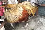 Livestock Chickens Beautiful Partridge chickens and Rooster for sale by Private Seller | AgriMag Marketplace