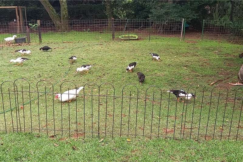 Livestock Poultry Muscovy ducks for sale by mike | AgriMag Marketplace