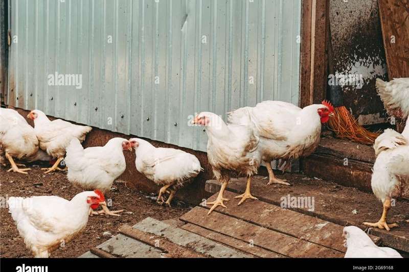 Livestock Chickens Chickens for Sale for sale by Private Seller | Truck & Trailer Marketplace