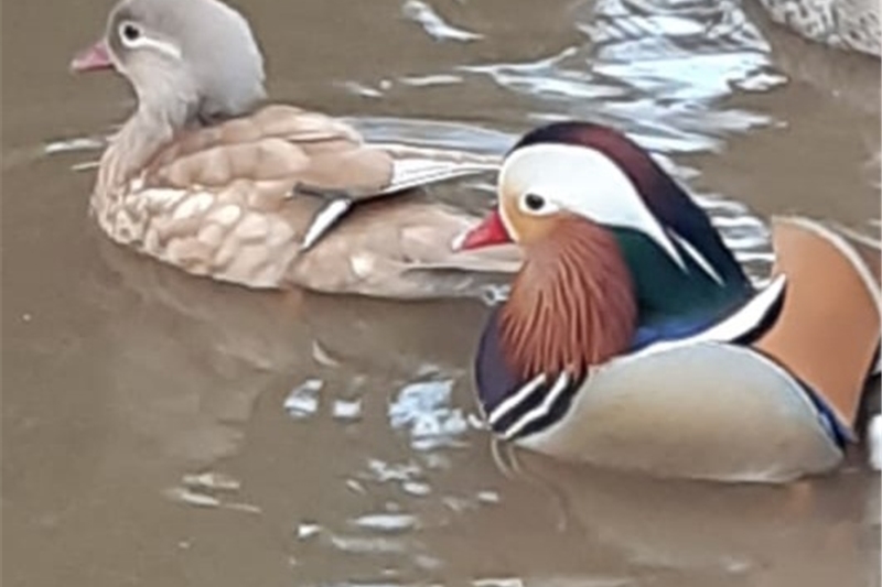 Mandarin ducks online for sale