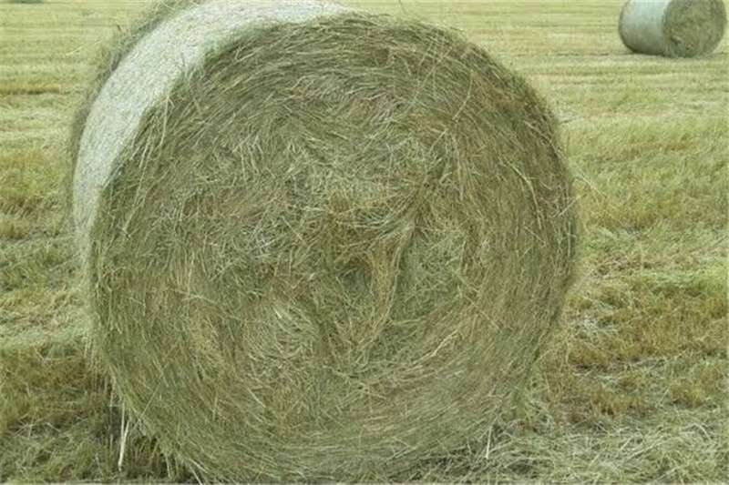 Livestock Livestock feed A Grade Erogrostis Bales for Sale (Delivery includ for sale by Private Seller | AgriMag Marketplace