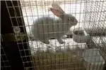 Livestock Rabbits Variety of unique coloured New Zealand females for sale by Private Seller | Truck & Trailer Marketplace