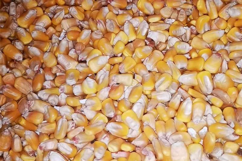 Used 40kg mielies for sale. for sale in Gauteng | R 240