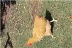 Livestock Chickens Orpington Rooster for sale by Private Seller | Truck & Trailer Marketplace