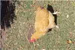 Livestock Chickens Orpington Rooster for sale by Private Seller | Truck & Trailer Marketplace