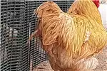 Livestock Chickens Buff orpingtons male and females. 4 months and  on for sale by Private Seller | AgriMag Marketplace