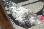 Livestock Chickens 2 x roosters for sale for sale by Private Seller | Truck & Trailer Marketplace
