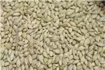 Seeds fertilisers and chemicals Barley seed for feed gro for sale by Private Seller | AgriMag Marketplace