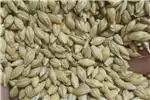 Seeds fertilisers and chemicals Barley seed for feed gro for sale by Private Seller | AgriMag Marketplace