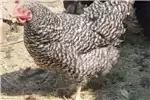 Livestock Chickens SASPO Bloodlines Breeding Family Potch Koekoeks Fo for sale by Private Seller | AgriMag Marketplace