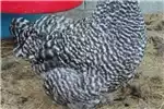 Livestock Chickens SASPO Bloodlines Breeding Family Potch Koekoeks Fo for sale by Private Seller | AgriMag Marketplace