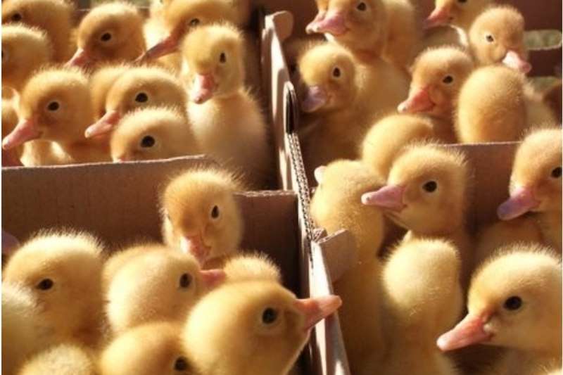 Livestock Poultry Quality Peking Ducklings Vaccinated for sale by Private Seller | AgriMag Marketplace