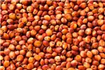 Seeds fertilisers and chemicals Red Sorghum Available For Sale for sale by Private Seller | AgriMag Marketplace