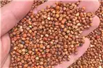 Seeds fertilisers and chemicals Red Sorghum Available For Sale for sale by Private Seller | AgriMag Marketplace