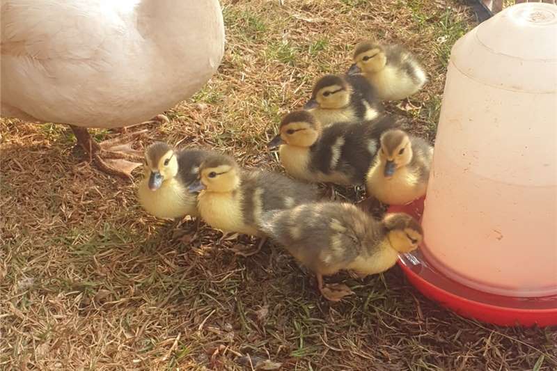 Livestock Chickens Muscovy Ducklings for sale by Private Seller | Truck & Trailer Marketplace