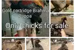 Livestock Chickens Chicken for sale by Private Seller | Truck & Trailer Marketplace