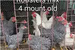 Livestock Chickens Chicken for sale by Private Seller | Truck & Trailer Marketplace