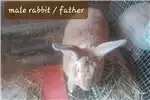Livestock Rabbits Male Rabbits in a variety of colours older than 6 for sale by Private Seller | Truck & Trailer Marketplace