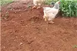 Livestock Brahma Rooster Chicken