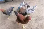 Livestock Chickens Boshvelder Chickens for sale for sale by Private Seller | Truck & Trailer Marketplace