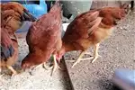 Livestock Chickens Free range chickens for sale by Private Seller | Truck & Trailer Marketplace